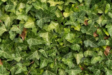 Closeup of beautiful fresh ivy leaves on a wall - perfect for background