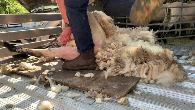 Sheering sheep with wool being removed from animal on a farm by unrecognisable person close up England UK 4K