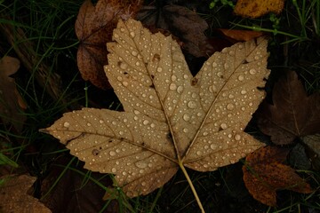 Closeup shot of a yellow fallen leaf with water drops on it in the forest