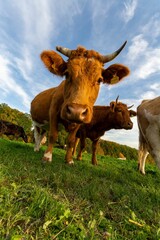 Low-angle shot of a herd of cows looking at the camera in the green field under the blue sky