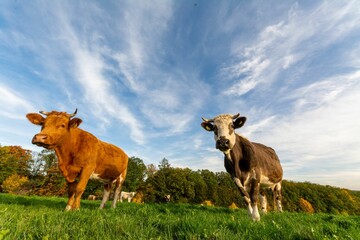 Low-angle shot of a herd of cows in the green field under the blue sky