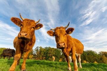 Low-angle shot of a herd of cows looking at the camera in the green field under the blue sky