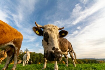 Low-angle shot of a herd of cows looking at the camera in the green field under the blue sky