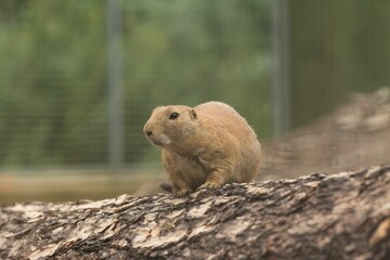 Naklejka na ściany i meble Fluffy cute Prairie dog (Cynomys) resting outdoors with a tree in the blurred background