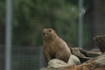 Fluffy cute Prairie dog (Cynomys) at a zoo cage on the blurred background