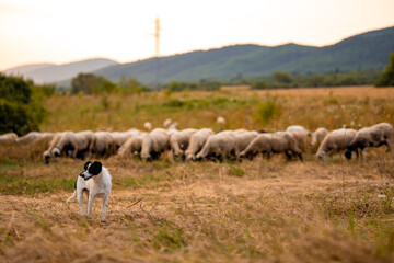 A flock of sheep on a farm guarded by a small medium breed dog sheepdog in autumn colors grass