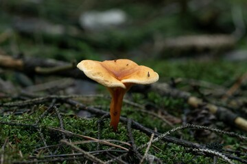 Macro shot of a False chanterelle fungus with a brown cap growing in a forest