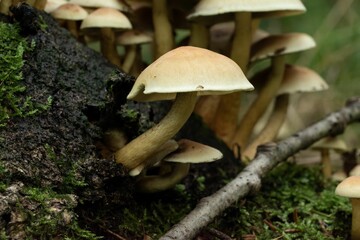 Fototapeta premium Closeup shot of a mushroom grown in the forest on the blurred background