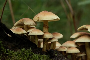 Closeup shot of Sulphur tuft fungi with brownish caps growing in a forest