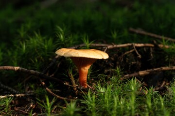 Macro shot of a False chanterelle fungus growing with green plants in a summer forest