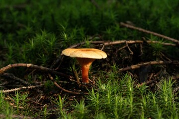 Closeup shot of a False chanterelle fungus growing with green plants in a summer forest