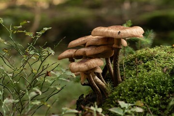 Closeup of Armillaria mellea, commonly known as honey fungus