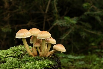 Closeup shot of Sulphur tuft fungi and green moss around on an isolated background