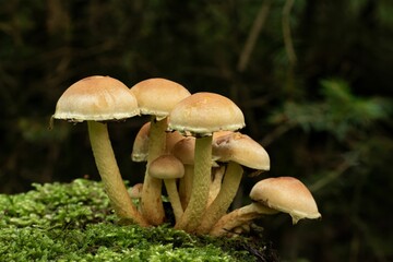 Macro shot of Sulphur tuft fungi and green moss around on an isolated background