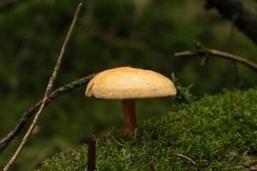 Macro shot of a Phaeolepiota fungus with a golden cap surrounded by moss