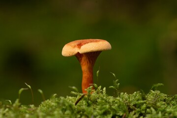 Macro shot of a False chanterelle fungus and the leaves of a green plant on an isolated background