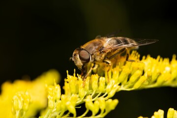 Macro shot of a bee sitting on a yellow flower and collecting nectar on a black background