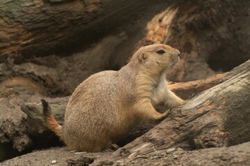 Obraz premium Closeup shot of a Mexican prairie dog climbing up the trunk of a huge tree in a park