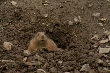 Closeup of a black-tailed prairie dog (Cynomys ludovicianus) in a hole
