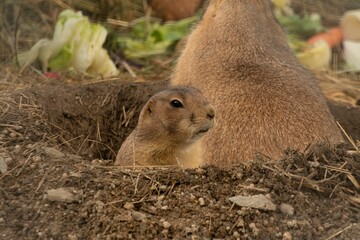 Closeup of a black-tailed prairie dog (Cynomys ludovicianus) in a hole