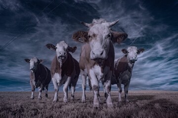 Closeup infrared shot of cattle in a field under the blue sky and clouds