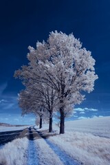 Vertical infrared shot of trees covered in snow on the side of a road under the blue sky