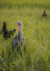 Vertical selective focus of a turkey on a farm with hens in the background