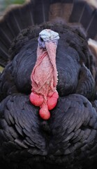 Vertical close-up of a turkey looking aside