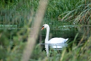 Beautiful shot of a mute swan swimming in a tranquil water during daytime with a blurred foreground