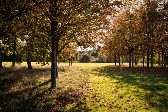 Beautiful shot of the autumnal trees in the park on a sunny day
