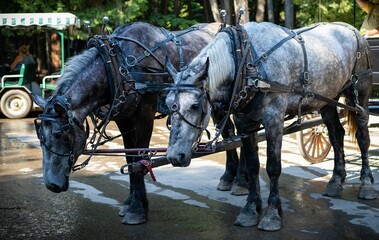Horses tied to carriage