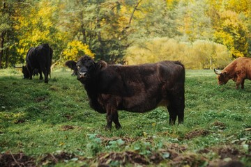 Healthy cows grazing in a green, juicy meadow