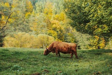 Brown, healthy cow grazing in a green, juicy meadow