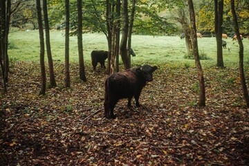 Black, healthy bull grazing in a green, juicy meadow