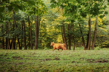 Brown bull running in green field