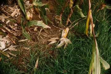 Field of ripe corn in the autumn