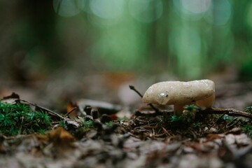 Shallow focus shot of Agaricus bisporus mushroom on the wet ground after rain in the forest
