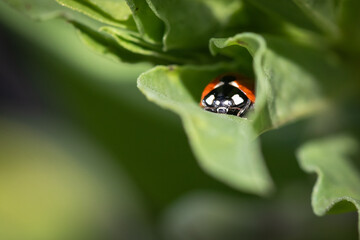 closeup macro portrait of ladybug on a green leaf