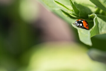 closeup macro portrait of ladybug on a green leaf