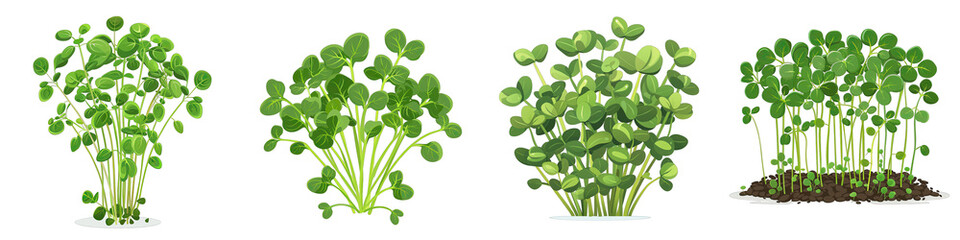 Microgreens  2d Icon In Water Colour Hyperrealistic Highly Detailed Isolated On Transparent Background Png - obrazy, fototapety, plakaty
