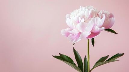 Peony in pink bloom with petals soft and delicate on a spring nature background