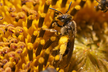macro close up of bees collecting pollen on sunflower