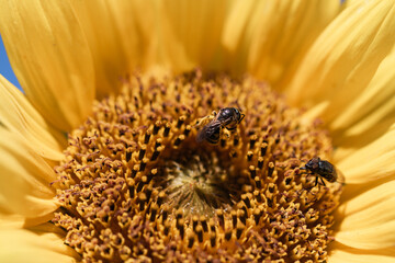 macro close up of bees collecting pollen on sunflower