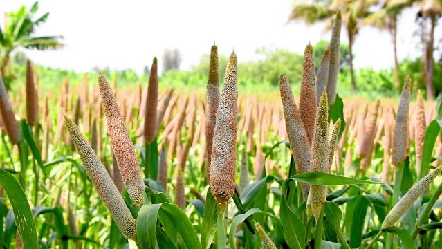 Millet field in India, millet plants and seed in farm, Bajra (pearl millet) in the field