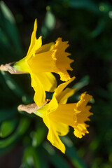 Gelbe Narzissen, Narzissenblüte (Narcissus Pseudonarcissus), grüner, dunkler Hintergrund, Deutschland - 780468113