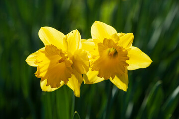 Gelbe Narzissen, Narzissenblüte (Narcissus Pseudonarcissus), grüner, dunkler Hintergrund, Deutschland - 780468122