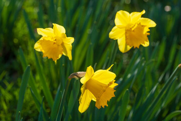 Gelbe Narzissen, Narzissenblüte (Narcissus Pseudonarcissus), grüner, dunkler Hintergrund,...