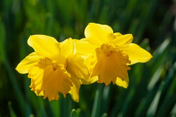 Gelbe Narzissen, Narzissenblüte (Narcissus Pseudonarcissus), grüner, dunkler Hintergrund, Deutschland - 780468182