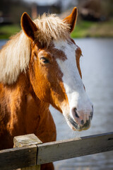 Przepiękne konie żyjące wolno w stadninie 