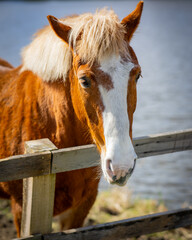 Przepiękne konie żyjące wolno w stadninie  - obrazy, fototapety, plakaty